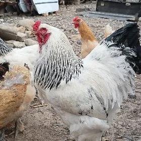 BRAMA HORAZ