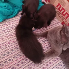 котята в доброе руки