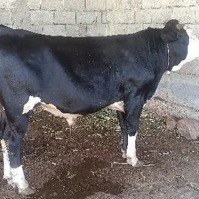 öküz bakylan