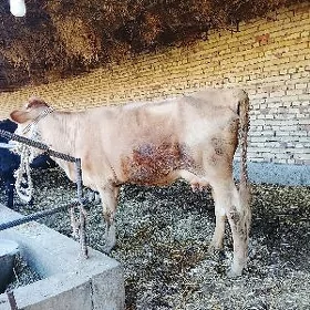 goleli sygyr