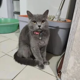 pisik кошка