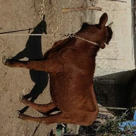 Tüwe