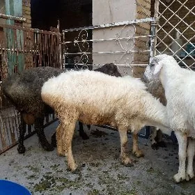 Semiz Goçgarlar