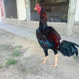 Ташкент жуже