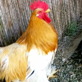 Brama horaz