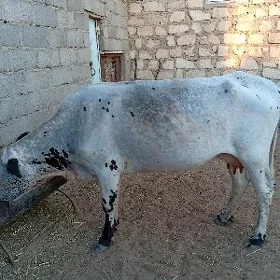 goleli sygyr