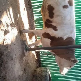 simmental