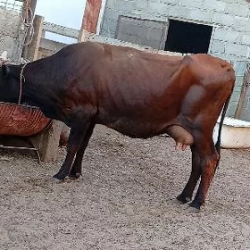 goleli sygyr