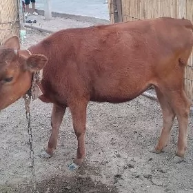 Tüwe