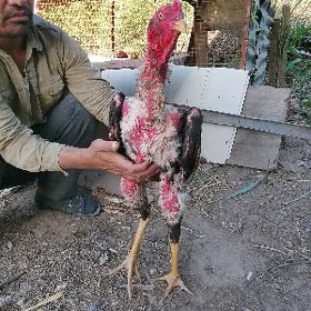 horaz