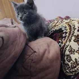 шотладский котёнок