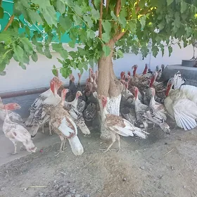 ınduk jüyje
