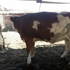 semental sygyr