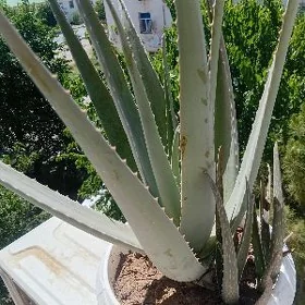 aloe