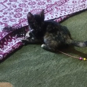 кошечка