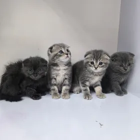 wisloushki pisikler кошки
