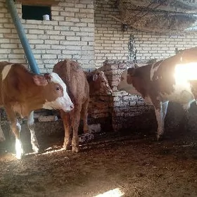 zimental okuzce