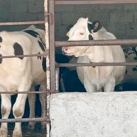 Öküz Tüwe Göle