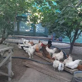 Türkmen Towuk