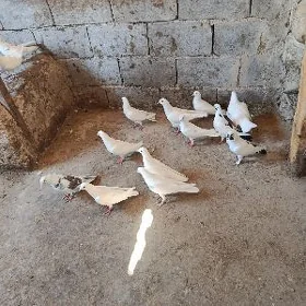 kepderi.