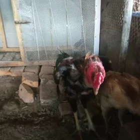 horaz
