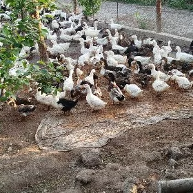 yaşyl baş gak gak