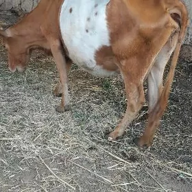 Tanaly sygyr