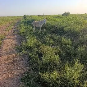 Eşek