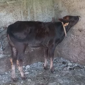 Okuzce
