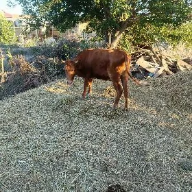 unajyn