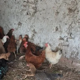 towuklar