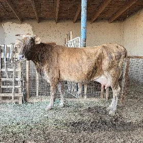 göleli