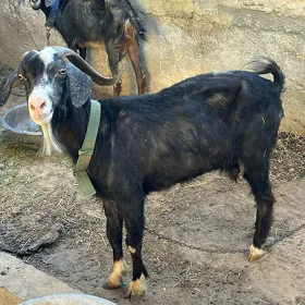Geçi