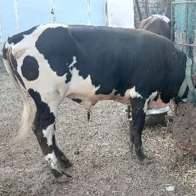 öküz