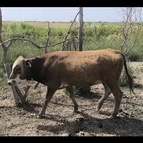Öküz