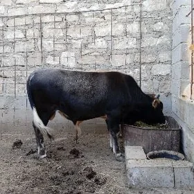 Öküz