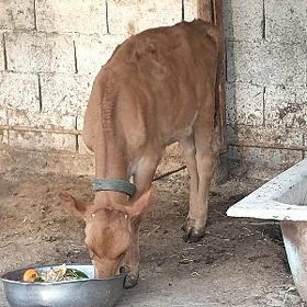 okùz
