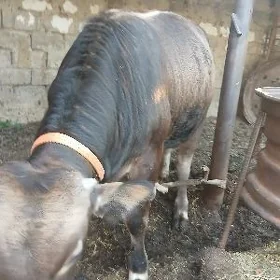 öküzz