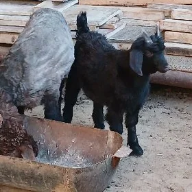 Owlak çewiş