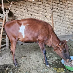 gole gulajyn