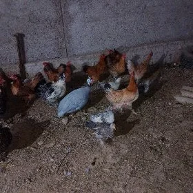 Guşlar
