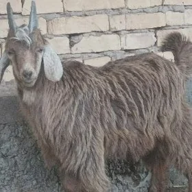 Owlaklar