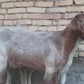 Teke Geci cebis serke