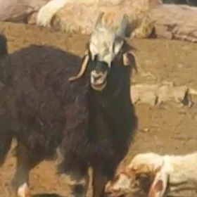 çebiş