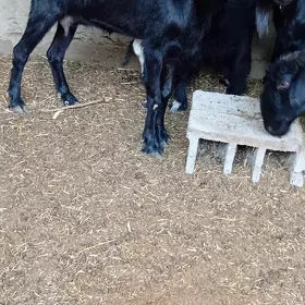 owlakly geçi
