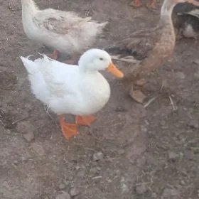 Erkek ördek