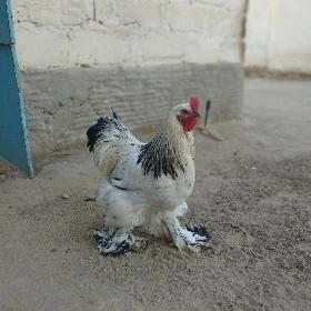 brama horaz brama horaz
