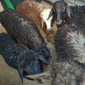 berre guzy
