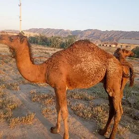 Torumlar