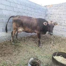 şwes göleli sygyt